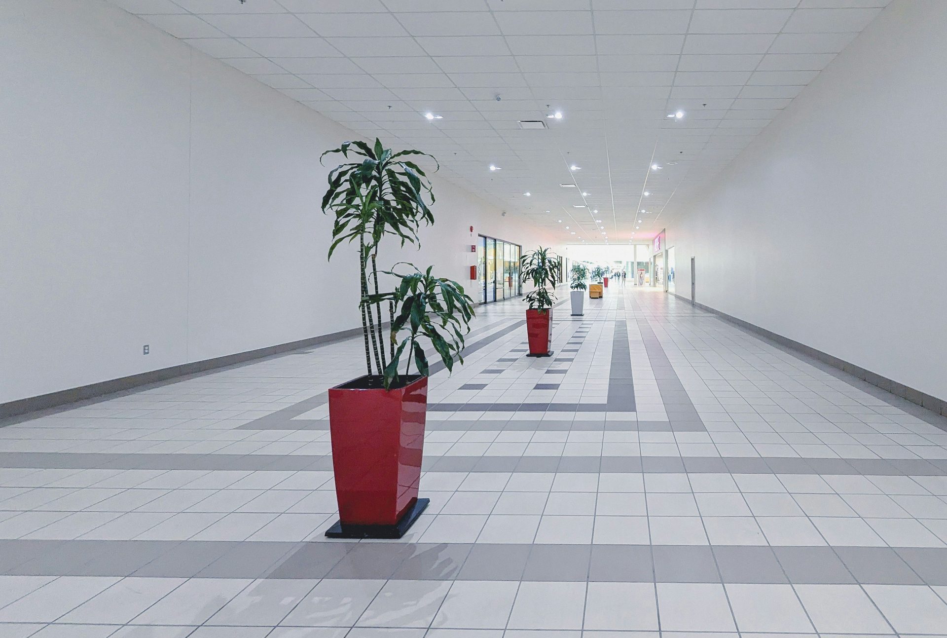 a long hallway with a potted plant in the middle